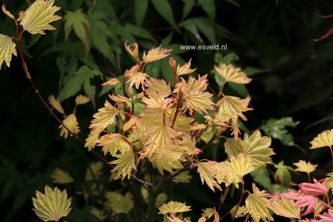 Acer circinatum 'Sunglow'