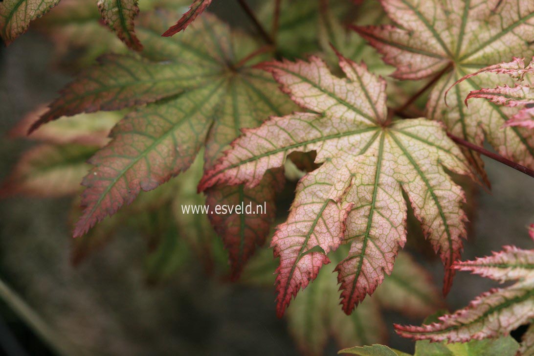 Acer palmatum 'Peaches and Cream'