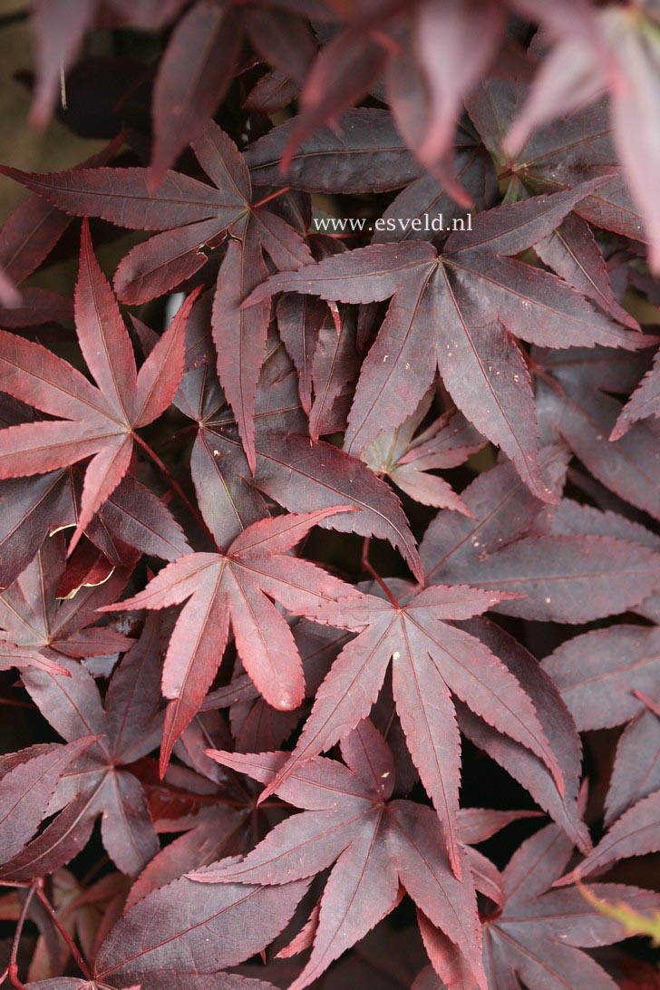 Acer palmatum 'Twombly's Red Sentinel'