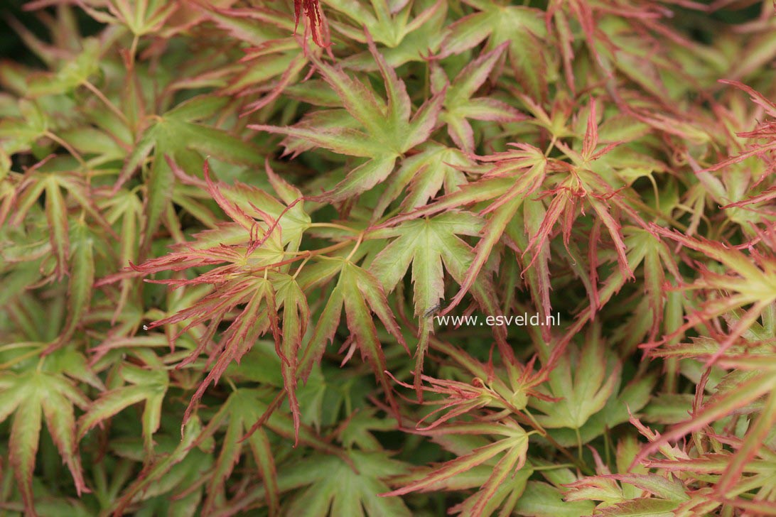 Acer palmatum 'Yuri hime'