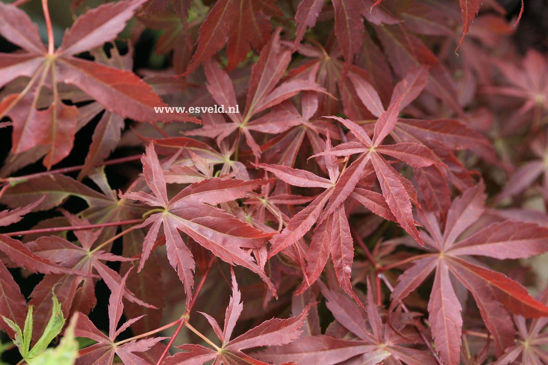 Acer palmatum 'Fior d'Arancio'