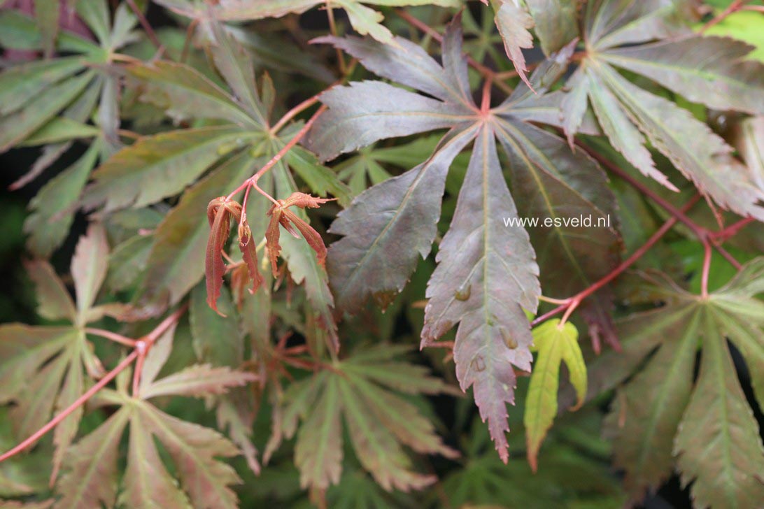 Acer palmatum