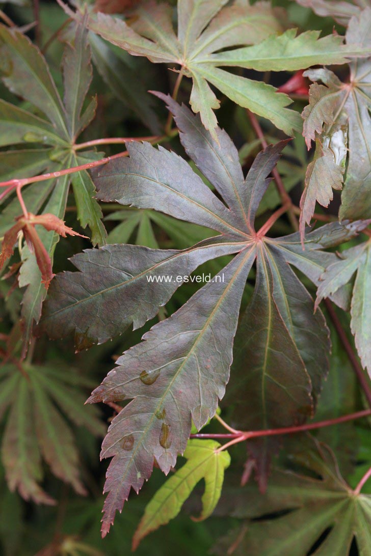 Acer palmatum