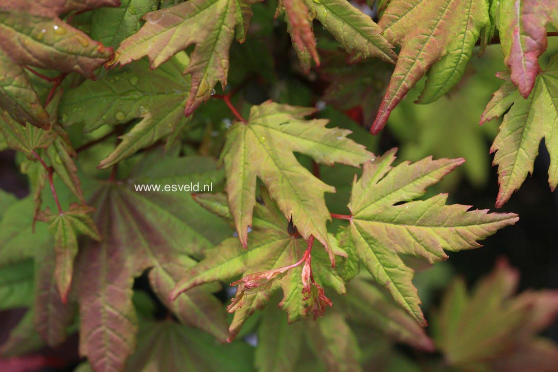 Acer circinatum 'Burgundy Jewel'