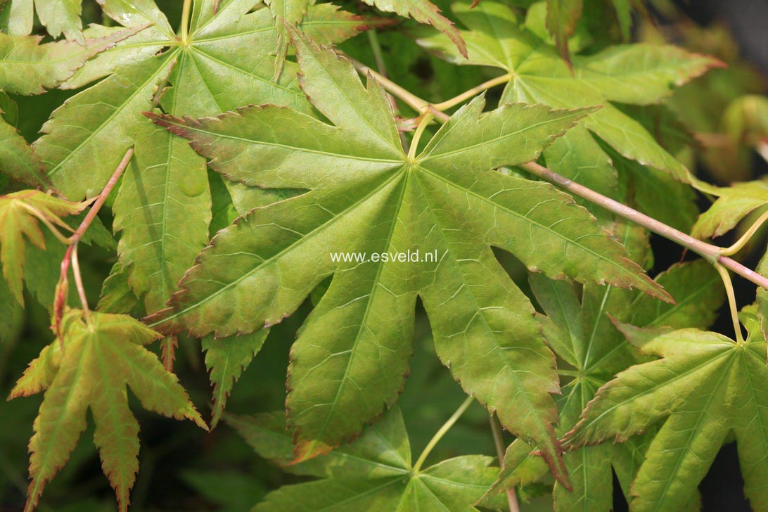 Acer palmatum