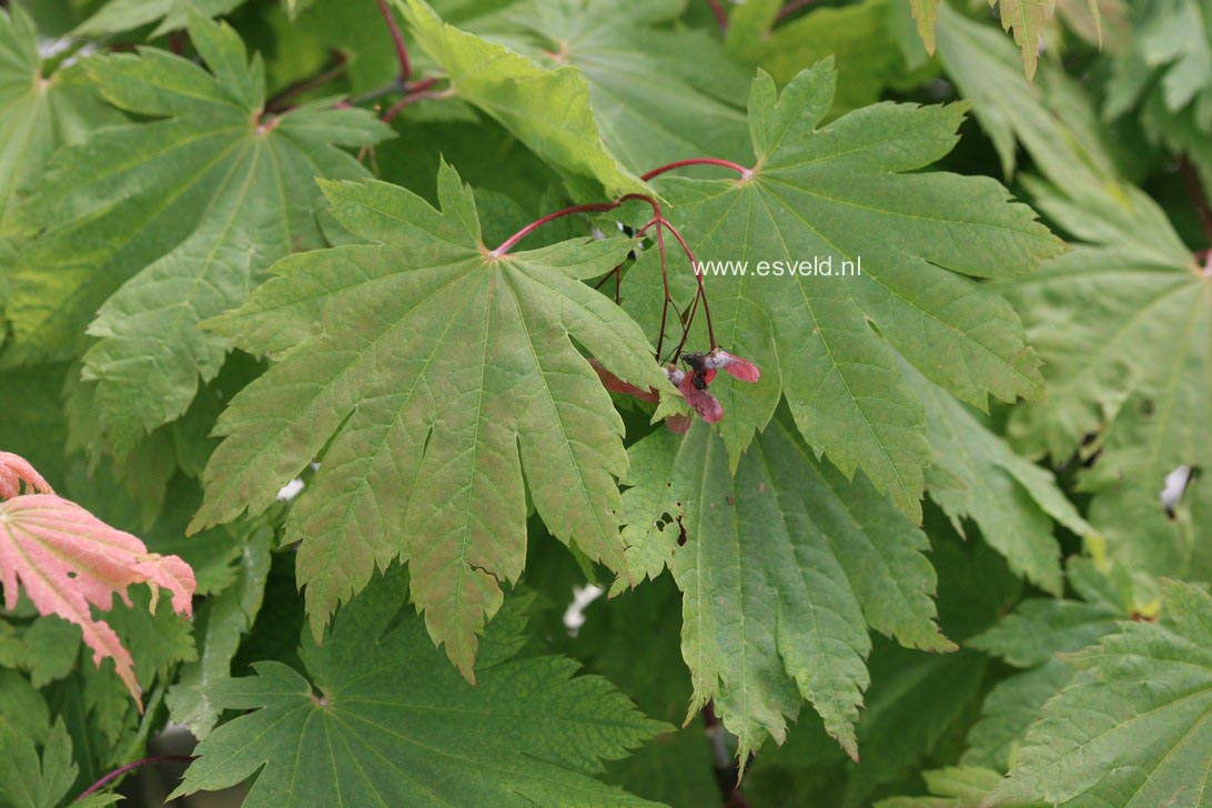 Acer japonicum 'Oh isami'