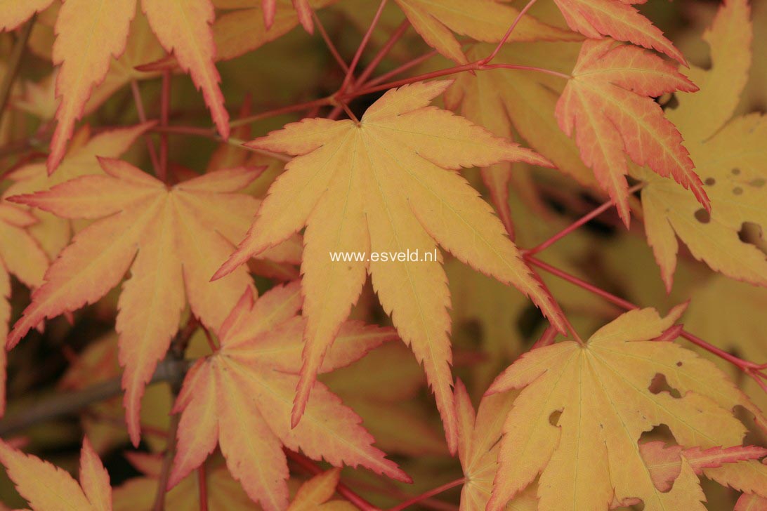 Acer palmatum 'Akane'