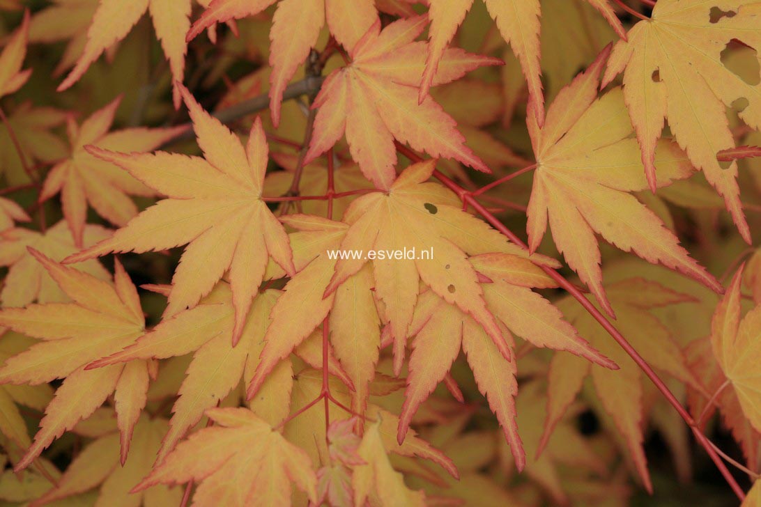 Acer palmatum 'Akane'