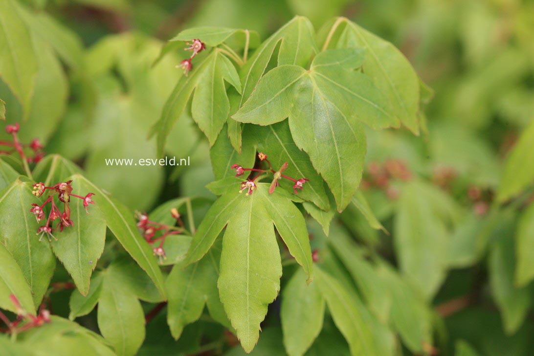 Acer pauciflorum