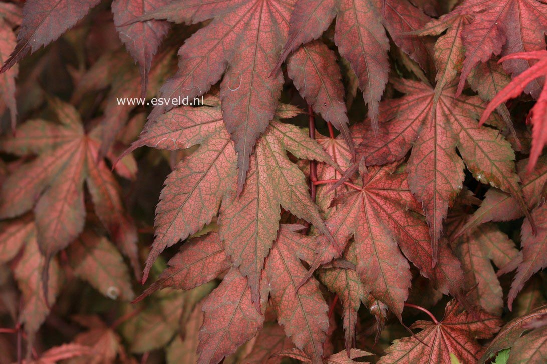 Acer palmatum 'Kasagi yama'