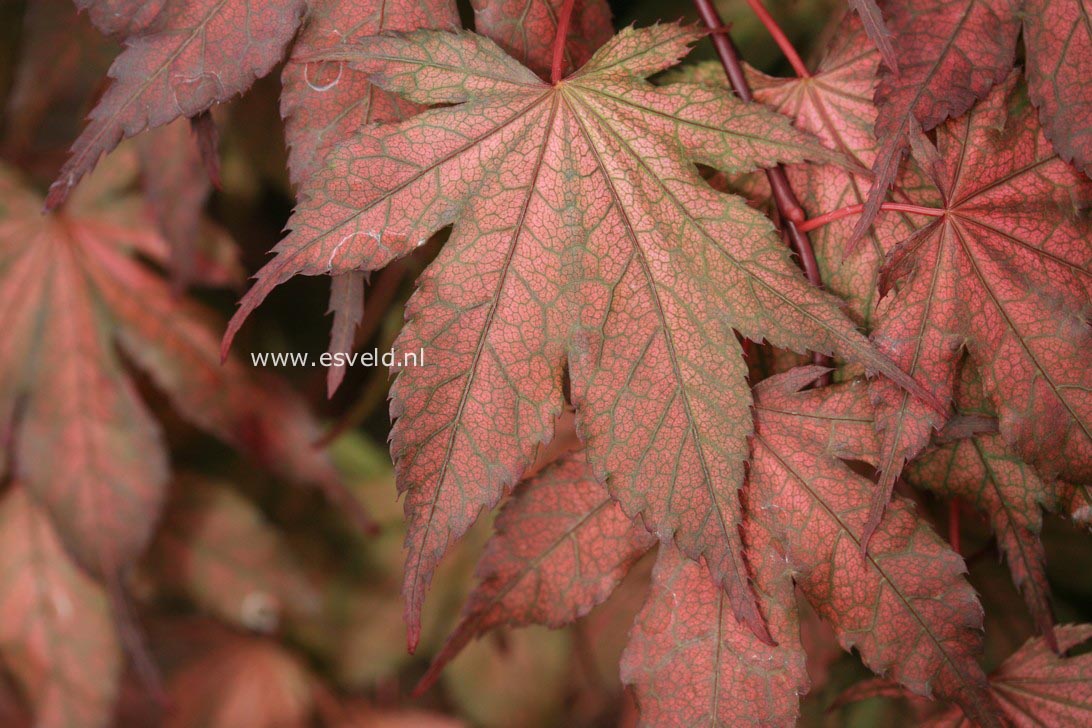 Acer palmatum 'Kasagi yama'