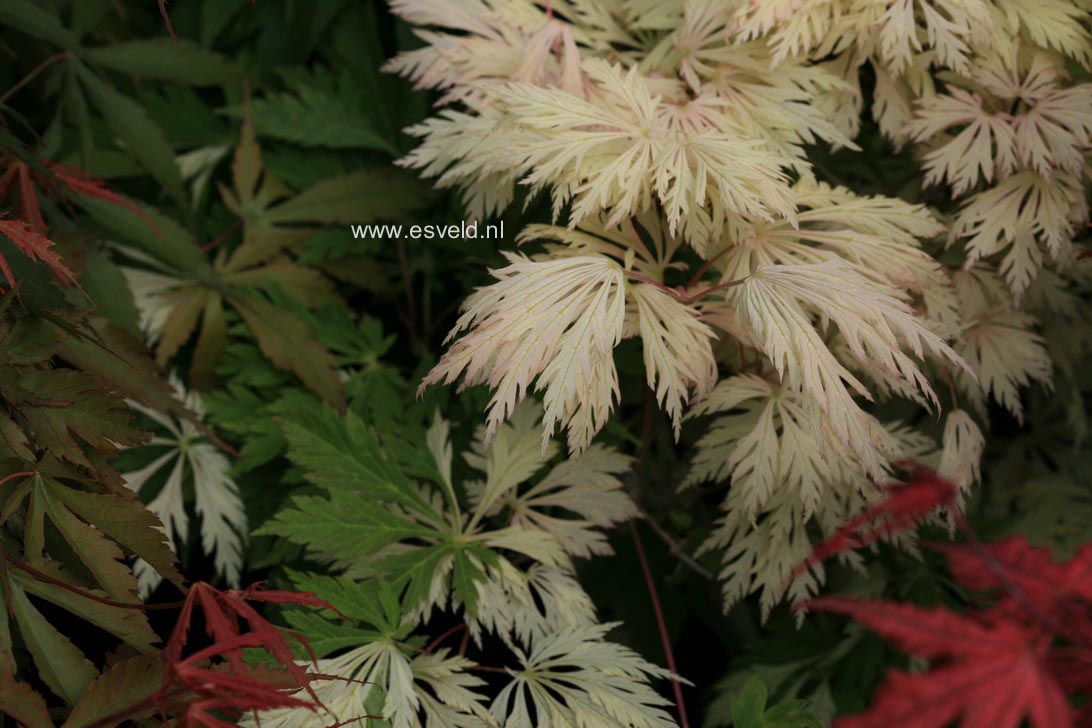 Acer japonicum 'Kujaku nishiki'