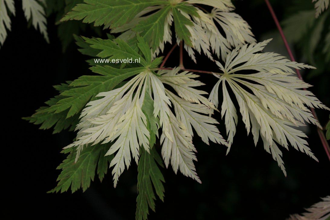 Acer japonicum 'Kujaku nishiki'
