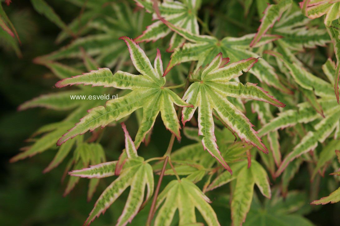 Acer palmatum 'Alpenweiss'