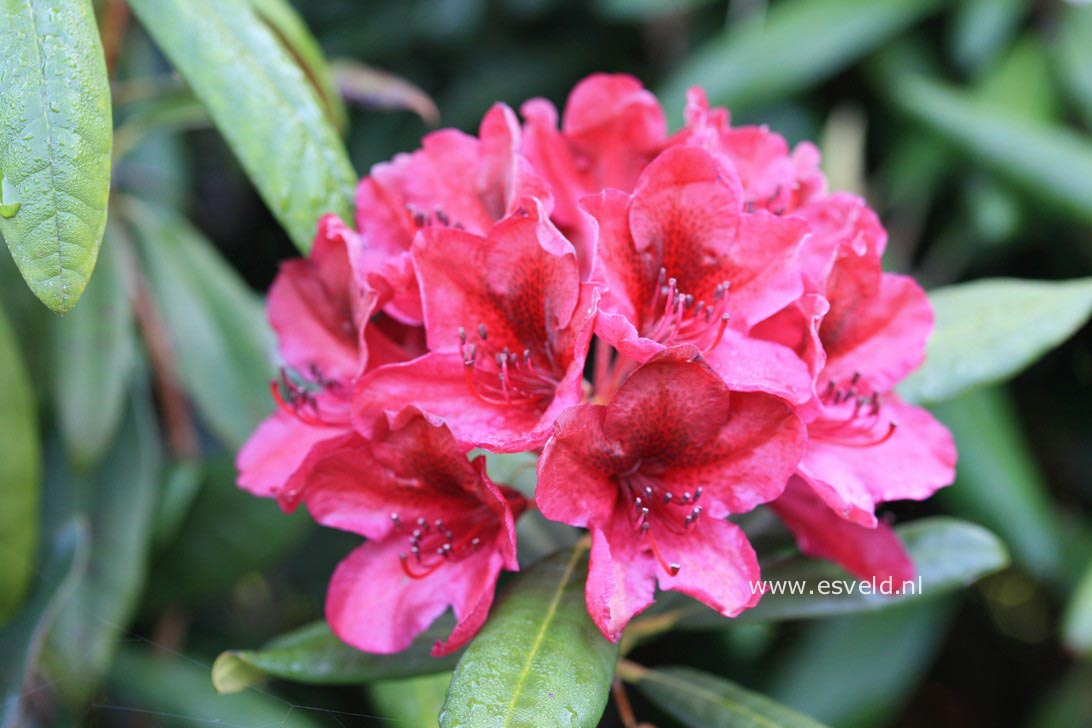 Rhododendron 'Black Sport'