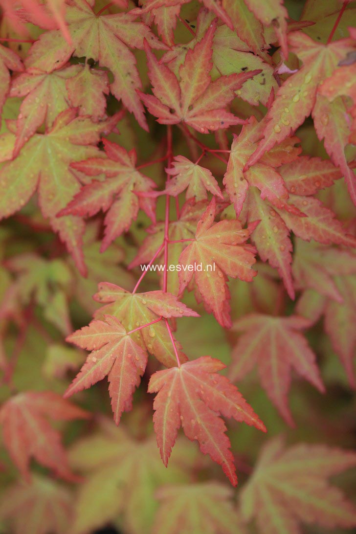 Acer palmatum 'Akane'