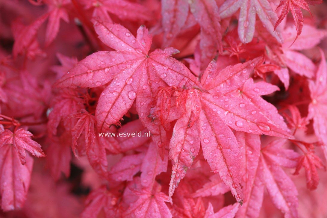 Acer palmatum 'Seigen'