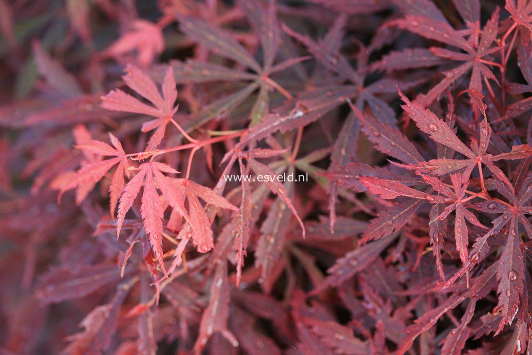 Acer palmatum 'Jerre Schwartz'