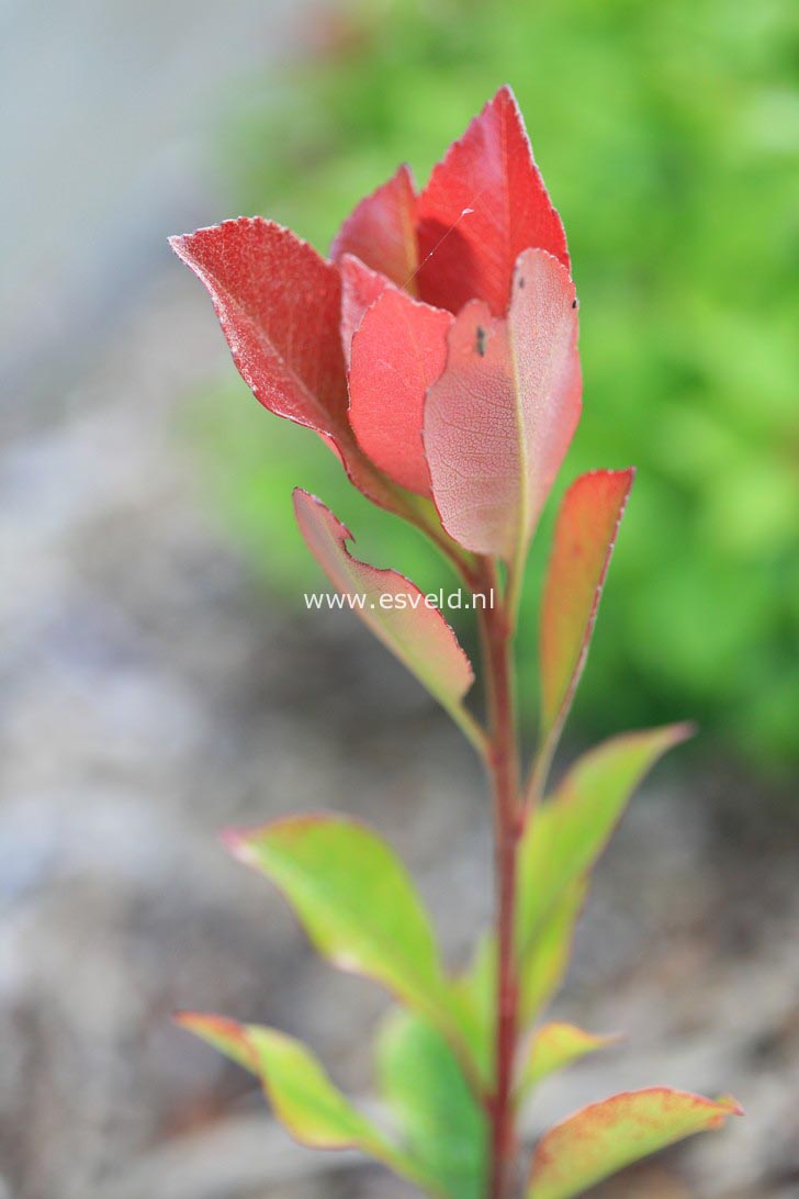 Rhaphiolepis delacourii 'Coates's Crimson'