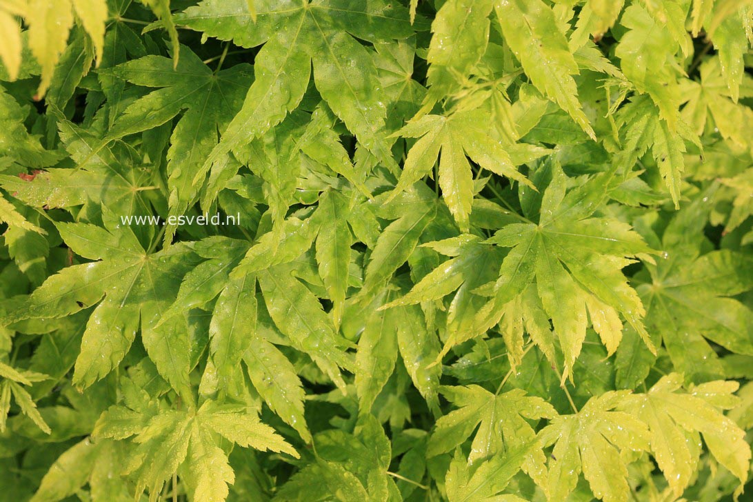 Acer palmatum 'Shidava Gold'