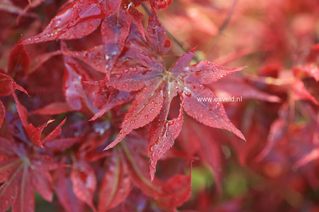 Acer palmatum 'Beni hoshi'