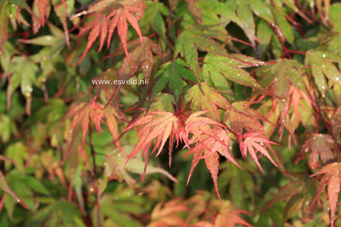 Acer palmatum 'Kuro hime'