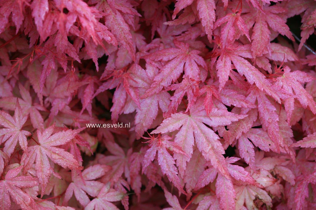 Acer palmatum 'Beni zuru'