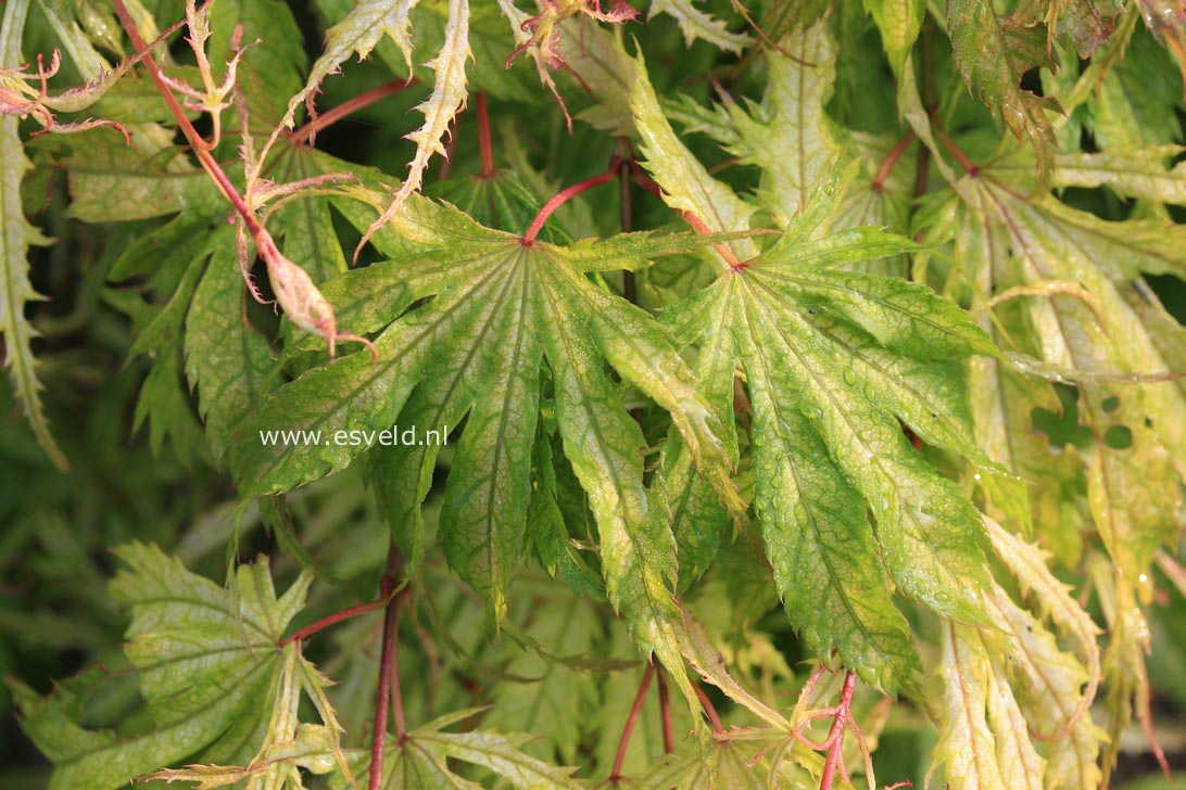 Acer palmatum 'Tiger Rose'