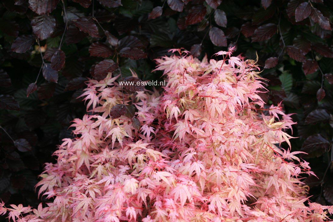 Acer palmatum 'Beni tsukasa'