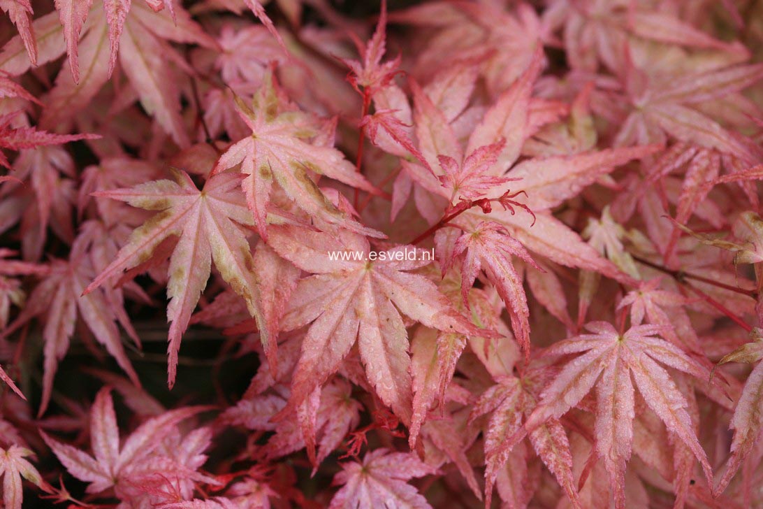 Acer palmatum 'Beni tsukasa'