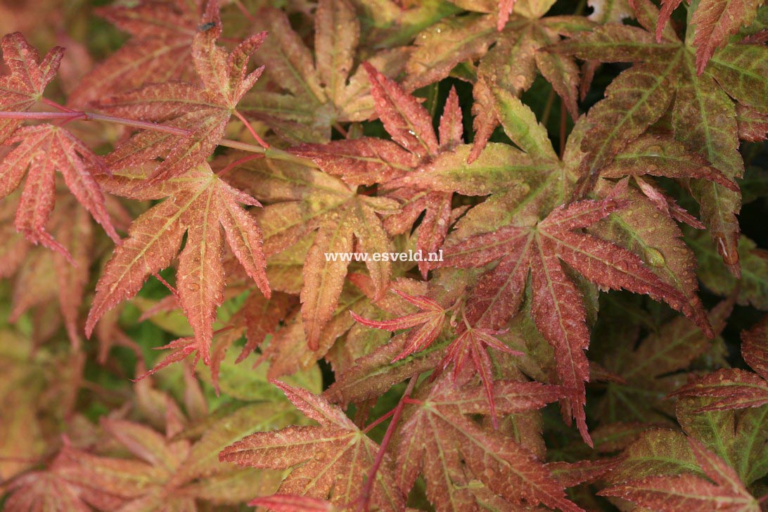 Acer palmatum 'Harusama' (Syohwa Period)