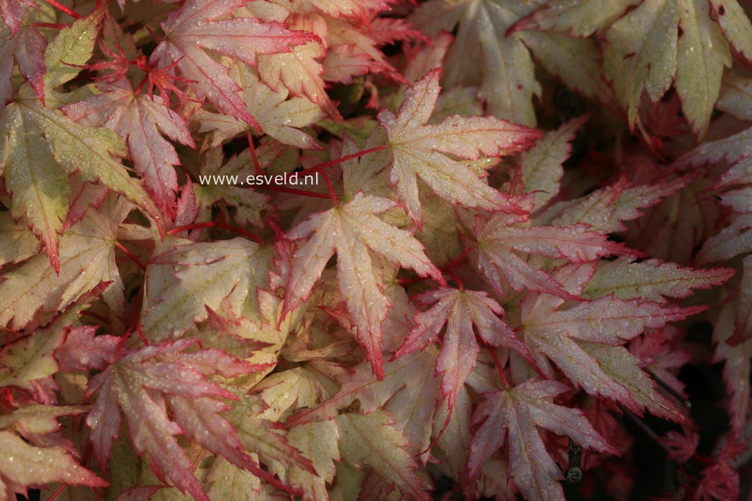 Acer palmatum 'Marakumo' (Hort. non Japan)