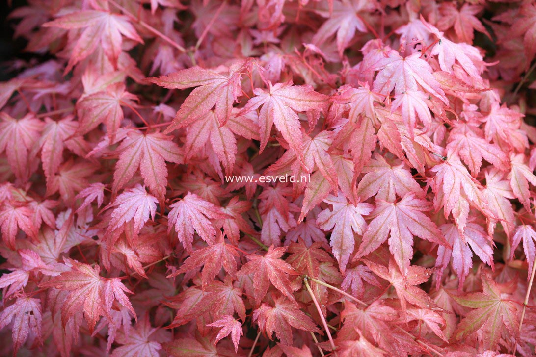 Acer palmatum 'Ruben'