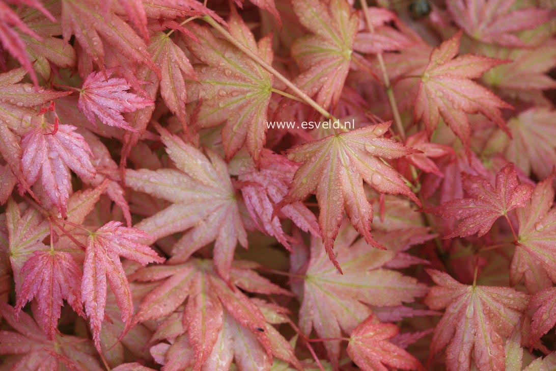 Acer palmatum 'Momoiro koyasan'