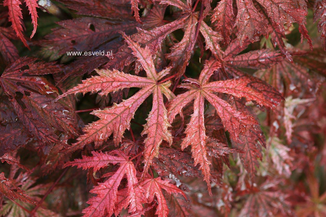 Acer palmatum 'Ariadne'