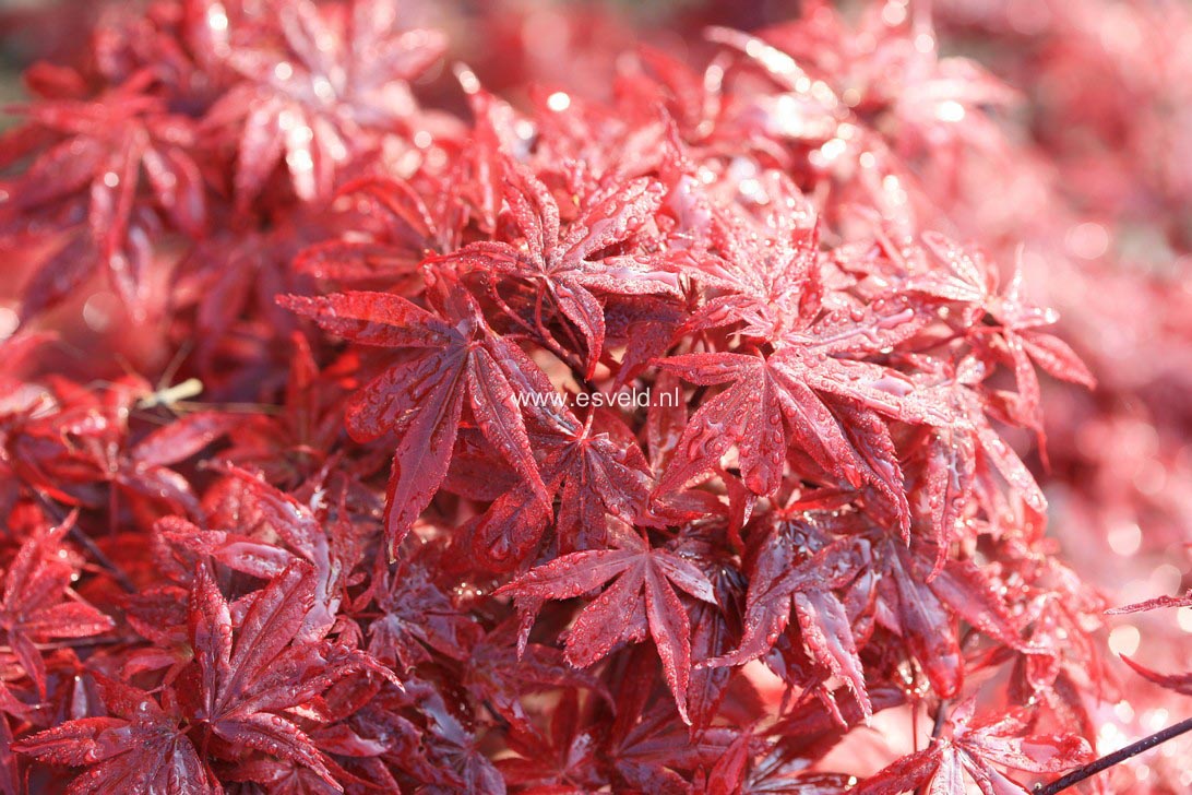 Acer palmatum 'Brandt's Dwarf'