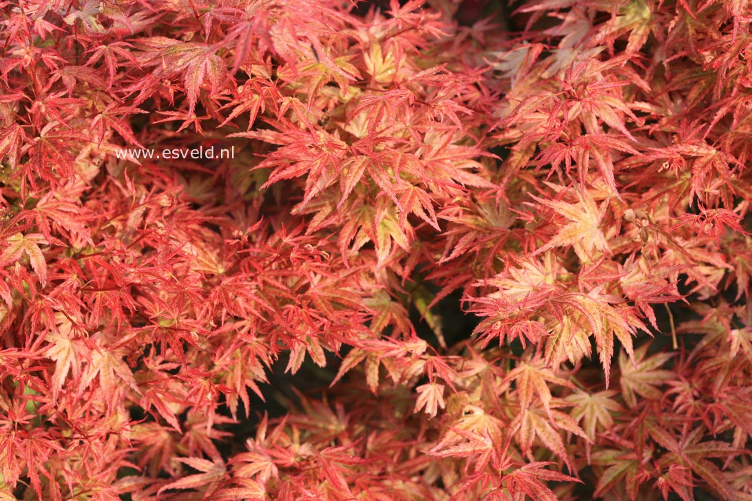 Acer palmatum 'Wilson's Pink Dwarf'