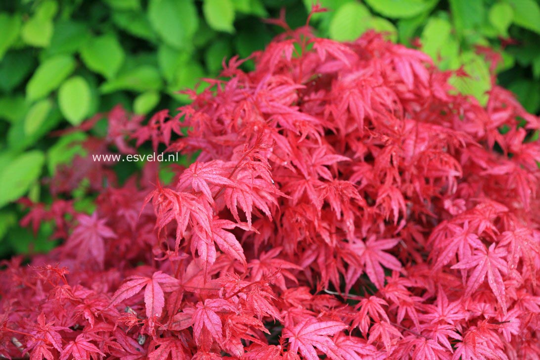 Acer palmatum 'Shin de shohjoh'