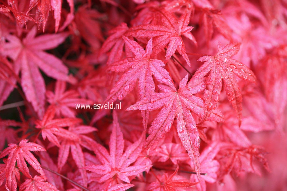 Acer palmatum 'Shin de shohjoh'