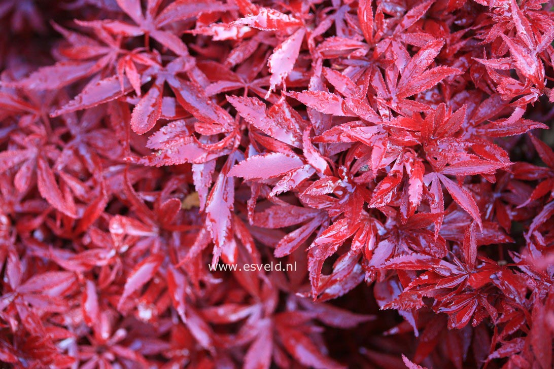 Acer palmatum 'Shaina'