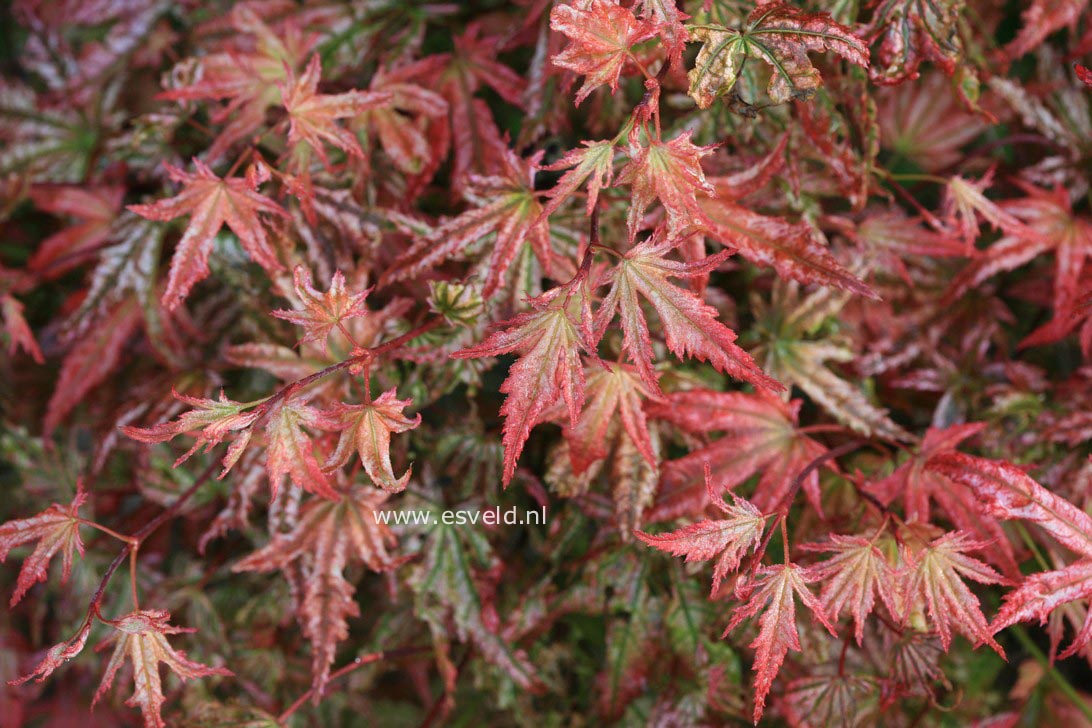 Acer palmatum 'Reticulatum Como'