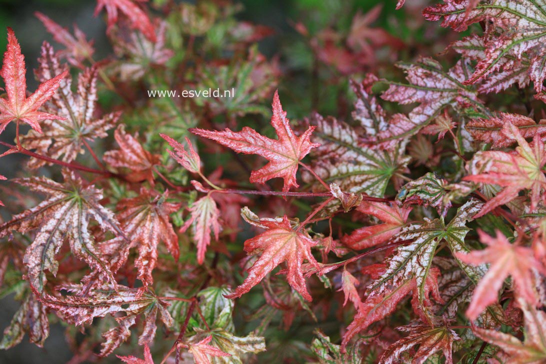 Acer palmatum 'Reticulatum Como'