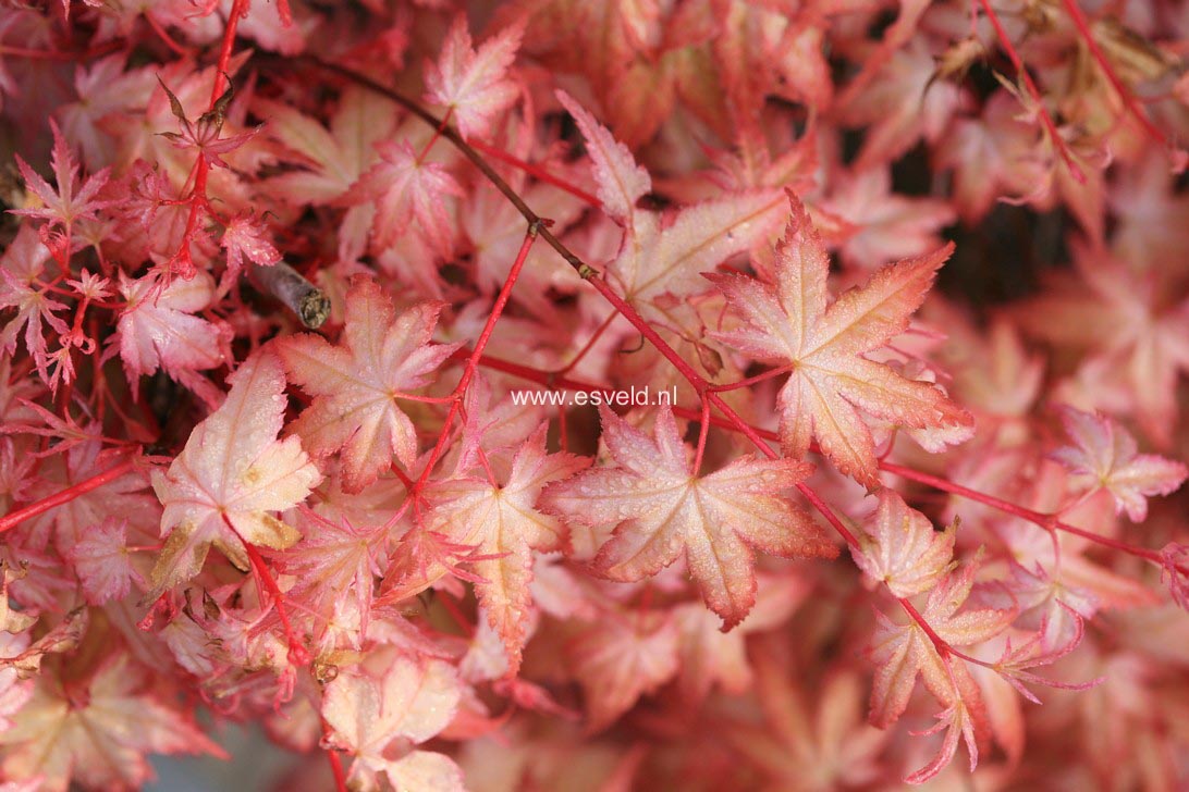 Acer palmatum 'Beni chidori'