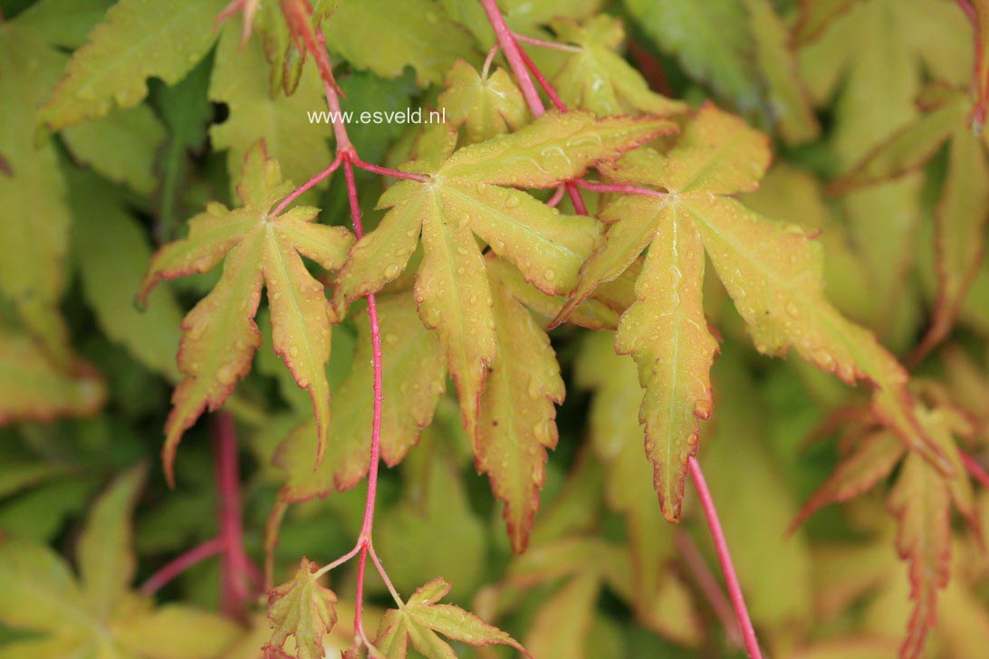 Acer palmatum 'Callico'