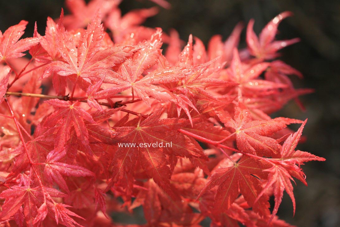 Acer palmatum 'Johnnie's Pink'