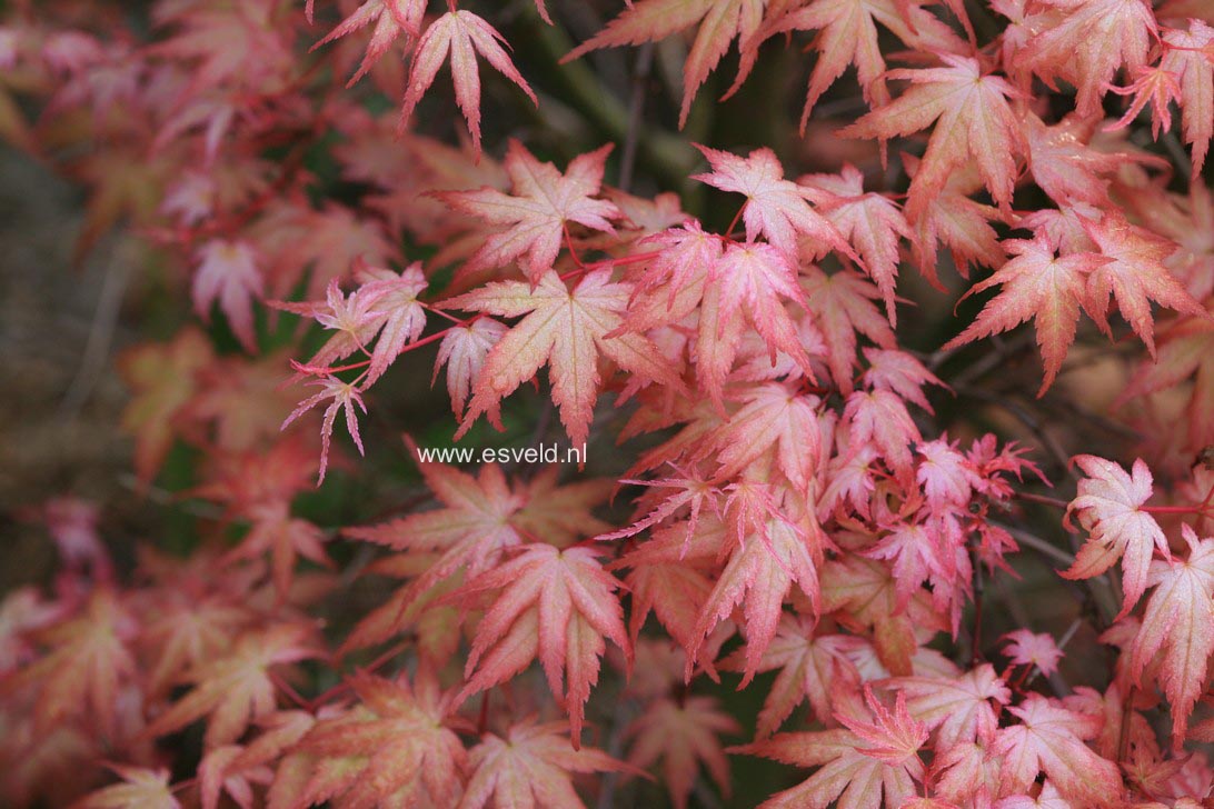 Acer palmatum 'Beni chidori'