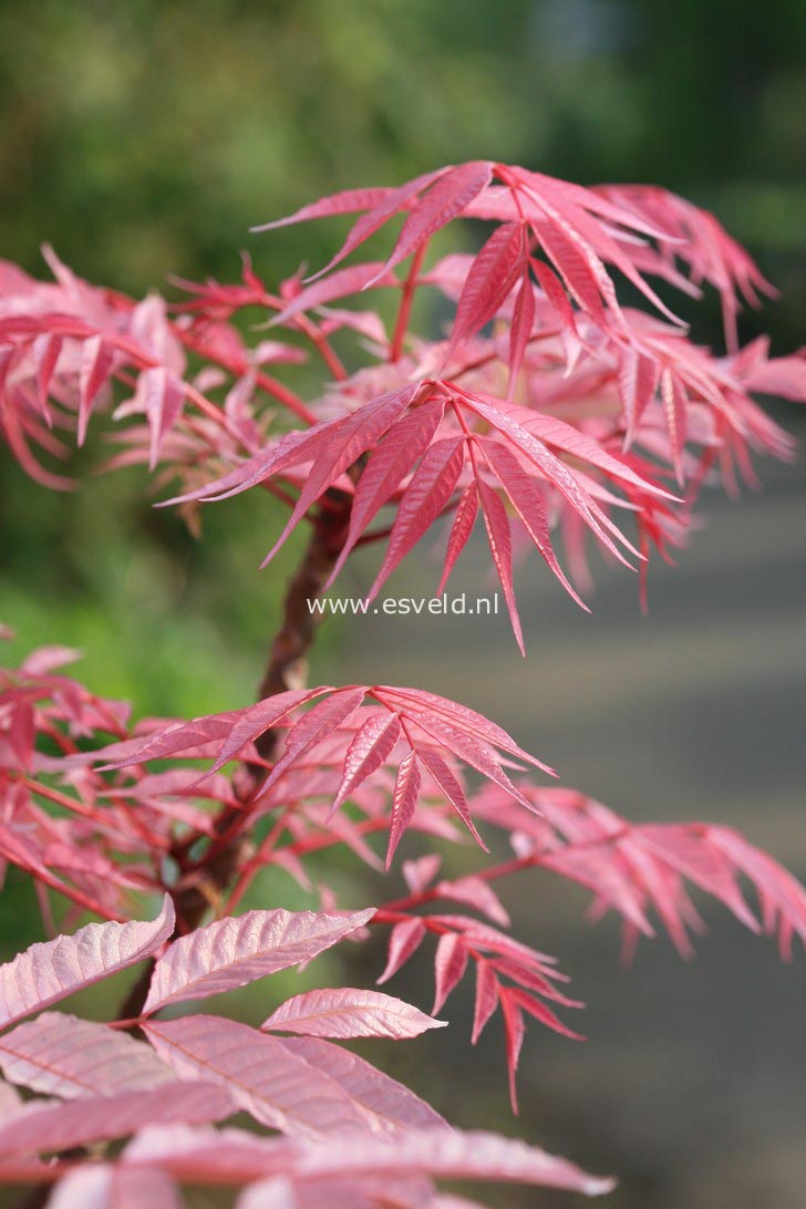 Toona sinensis 'Flamingo'