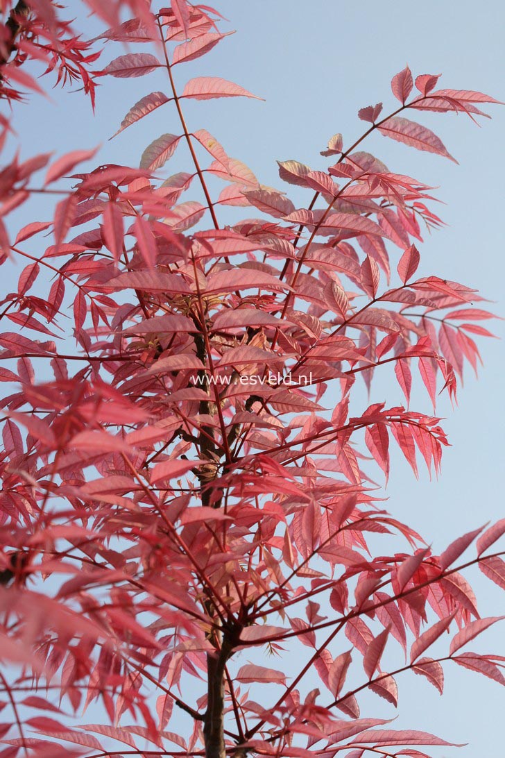 Toona sinensis 'Flamingo'