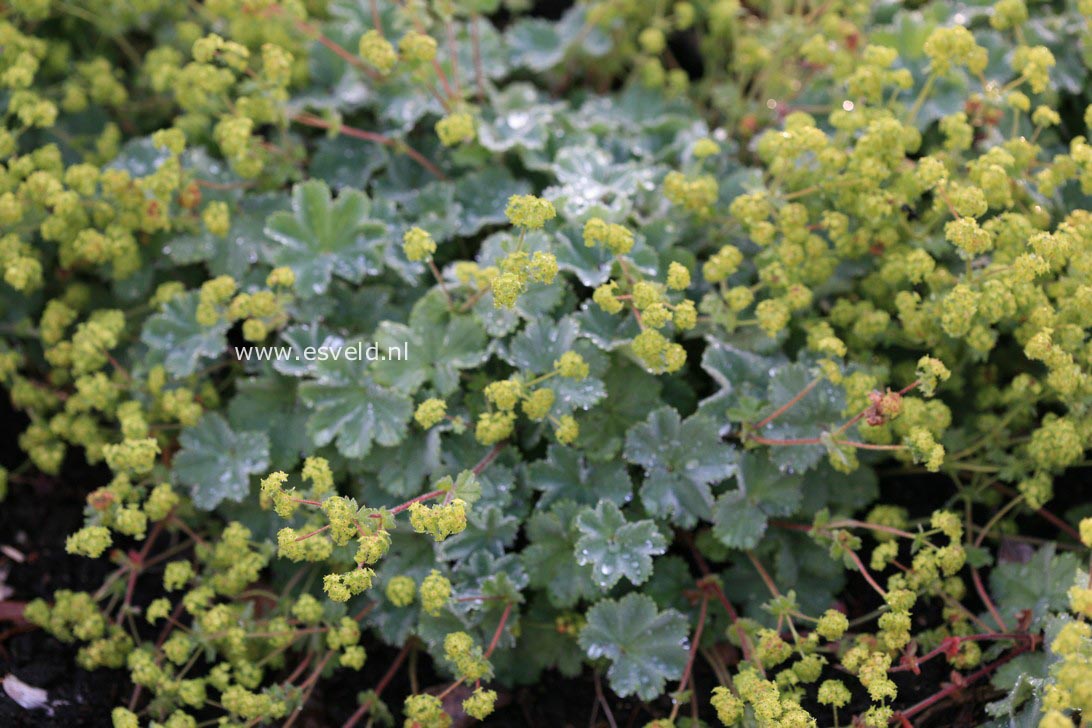 Alchemilla erythropoda