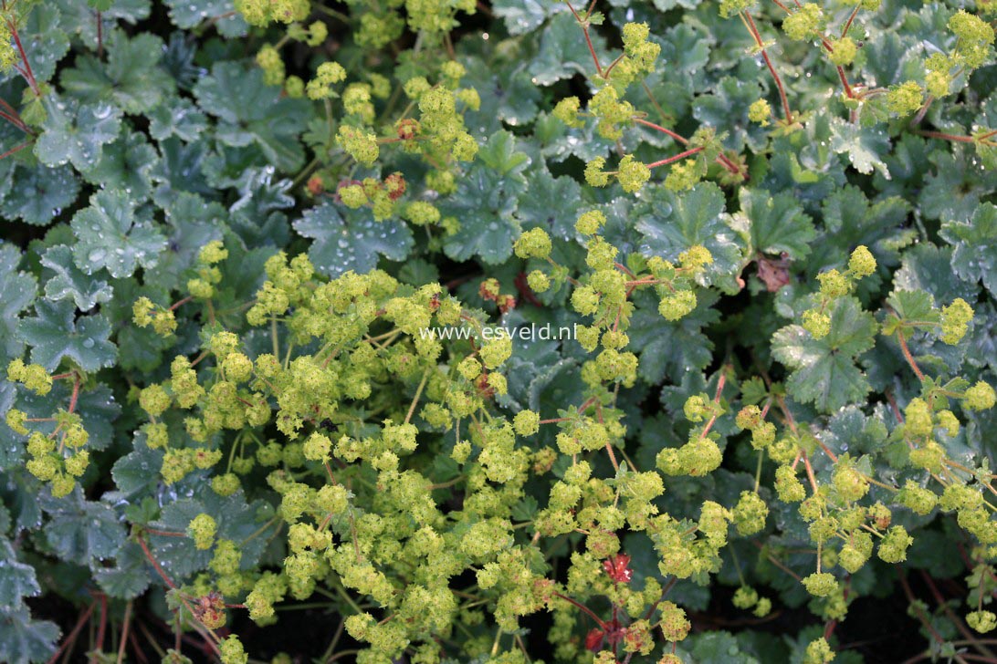 Alchemilla erythropoda